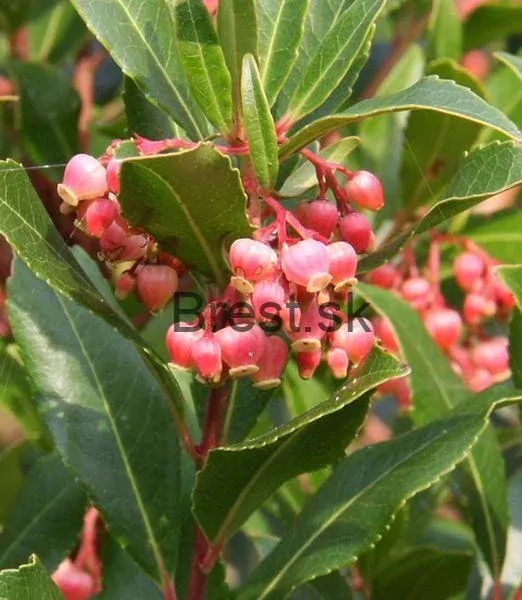 Arbutus unedo Rubra